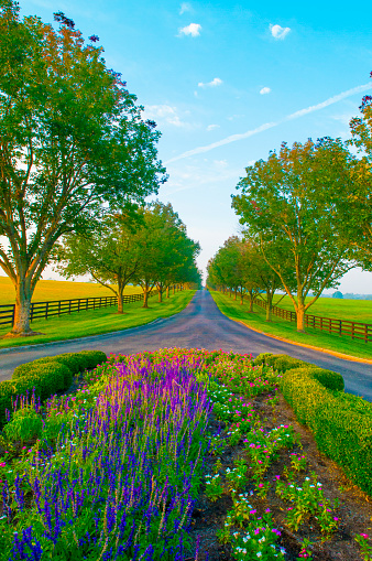 Horse farm road-Lexington Kentucky-vertical