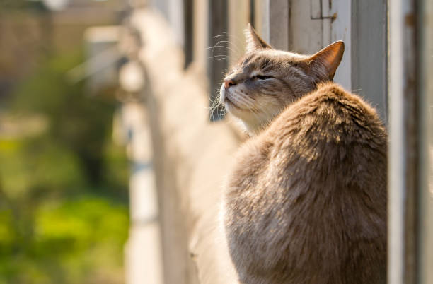istock the cat is sitting on the window frame 1222076562