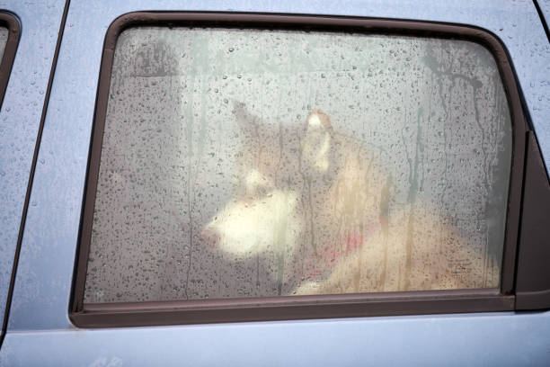 istock Husky dog in car 1222077927