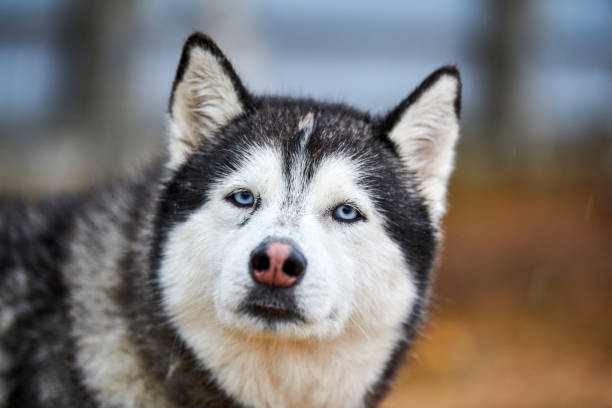istock Husky dog portrait 1222077936