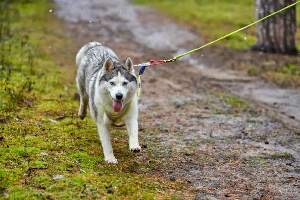 Crosscountry dryland sled dog mushing race. Husky sled dog pull a bicycle with dog musher. Autumn competition.