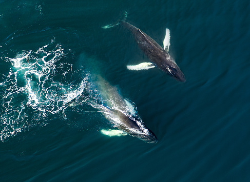 Vista aérea de la enorme ballena jorobada, Islandia photo