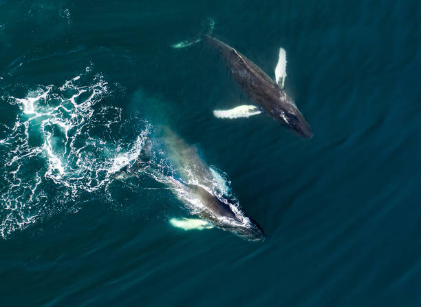 aerial view of huge humpback whale, iceland - pacific ocean fotos imagens e fotografias de stock