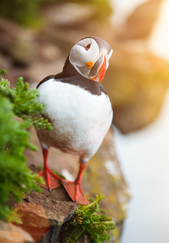 Cute Puffin on the rocks at latrabjarg Iceland, close-up.