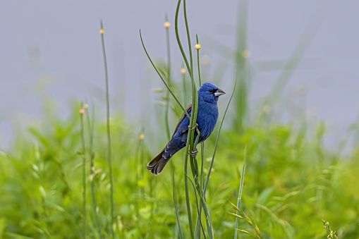 Blue grosbeak clinging to reeds in a salt marsh. It is a medium-sized seed-eating bird in the same family as the northern cardinal. The male is almost entirely deep blue. The female is mostly brown.