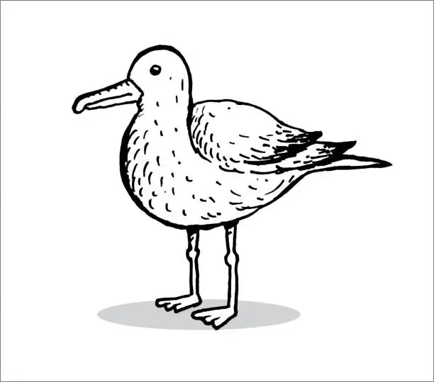 Vector illustration of Hand drawn seagull