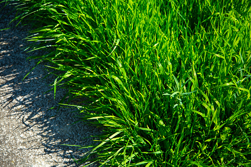 A closeup image showcasing the lush, vibrant green blades of grass illuminated by natural sunlight, emphasizing textures and colors.