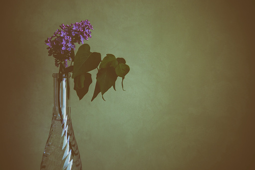 Violet Lilac twig in the elegant wine bottle vase in front of the olive green wall with copy space. Painterly vintage style.