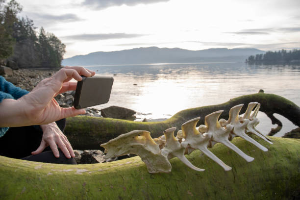 mujer toma foto de vértebras animales en la playa - human vertebra fotos fotografías e imágenes de stock