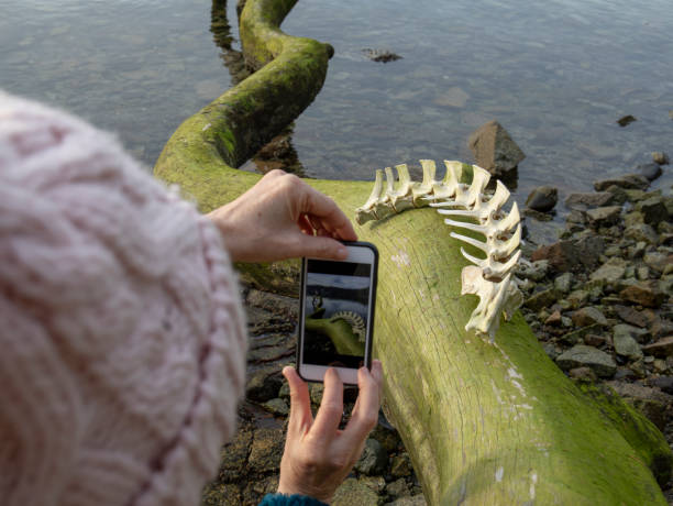 mujer toma foto de vértebras animales en la playa - human vertebra fotos fotografías e imágenes de stock