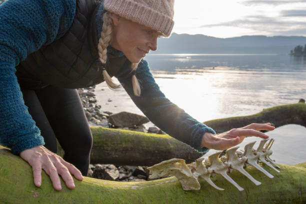 mujer mira las vértebras de los animales en la playa - human vertebra fotos fotografías e imágenes de stock