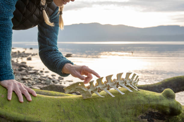 mujer mira las vértebras de los animales en la playa - human vertebra fotos fotografías e imágenes de stock