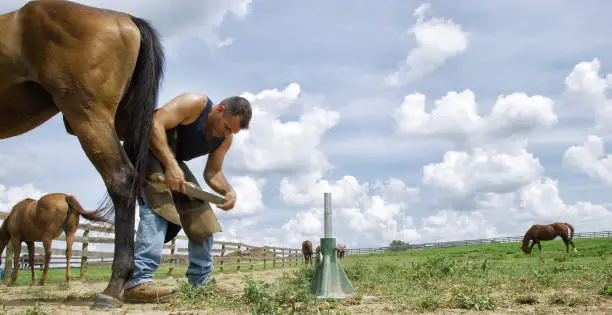 A Male Farrier in His Thirties Uses a Rasp to File a Brown Horse's Hoof while Horseshoeing in a Pasture Surrounded by Grazing Horses on a Farm