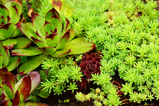 Little creeping Sedum and red and green Stone Roses at an Alpine Slide. Close-up photo of a Rockery after summer rain. Dwarf garden succulent plants.
