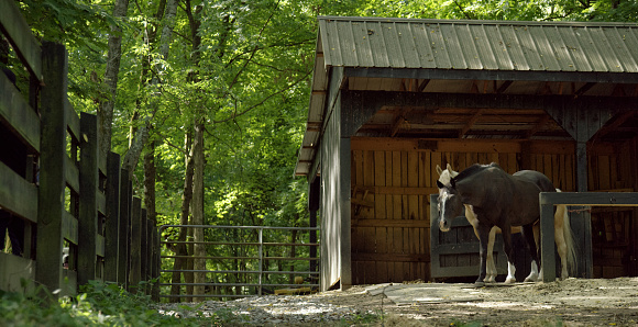 Horses Next to a Horse Barn Surrounded by a Forest on a Sunny Day in Tennessee