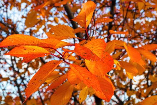 istock Yellow red leaves on tree branch in sunny autumn day, selective focus. 1222083990