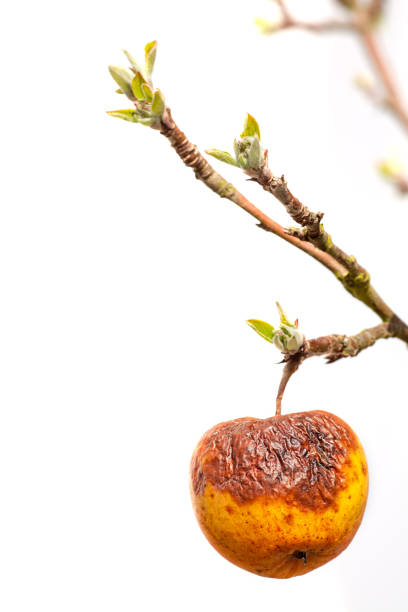 Fruits Infected  by the Apple scab Venturia inaequalis. Orchard. Macro.