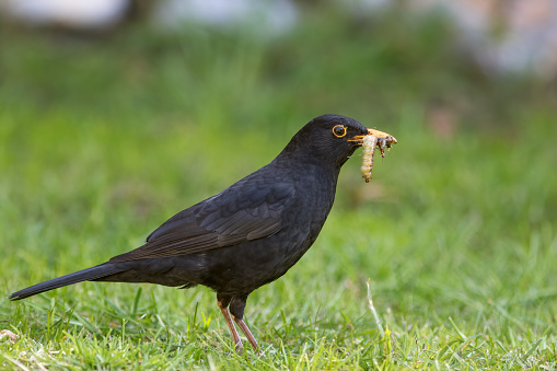 Male blackbird with caterpillar and juicy grubs in its beak. Close-up of garden bird collecting insect food for its young chicks. Parent bird foraging for food on grass lawn in the UK.