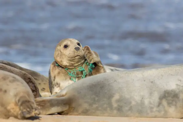 Animal welfare. Seal caught in plastic fishing net. Marine pollution. Wild seal with fishing net caught around its neck. Sad distressing animal meme image. Threat to wildlife from man-made pollution.