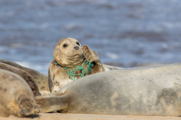 hayvan refahı. seal plastik balıkçı ağına yakalandı. deniz kirliliği. - ian stok fotoğraflar ve resimler