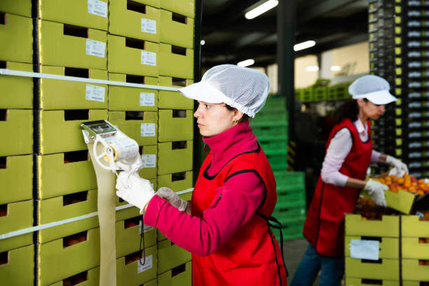 travailleur en uniforme autocollant codes-barres sur des boîtes d’abricots - étiqueter photos et images de collection