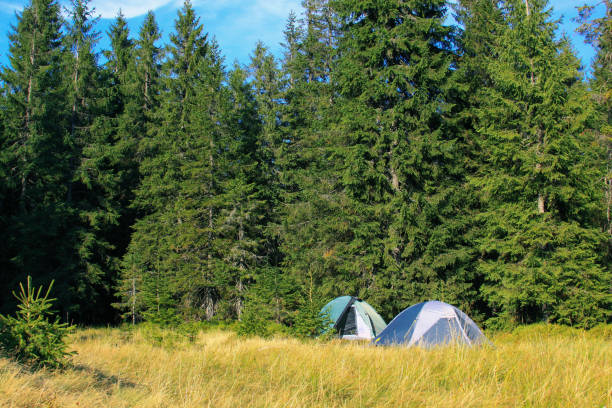 istock Two tents camping in the mountains in pine forest 1222086534