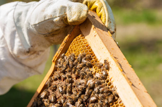 istock Beekeeper working collect honey. Beekeeping concept.Man and insect. 1222087424