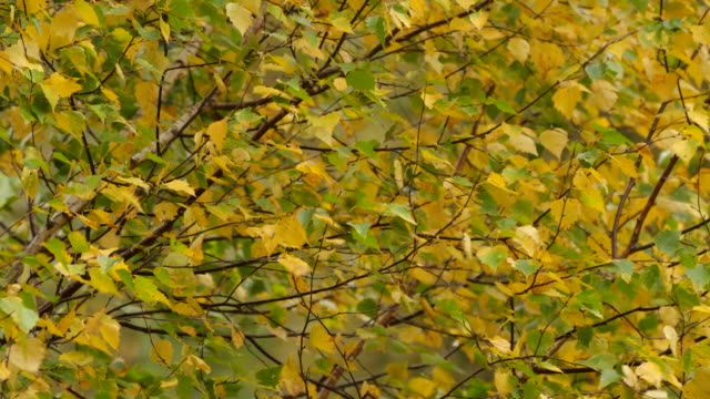 Birch leaves and wind in Mountain forest - Altai nature reserve