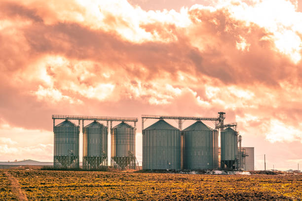 istock Farm for pig breeding is equipped with a hopper for feeding 1222089750