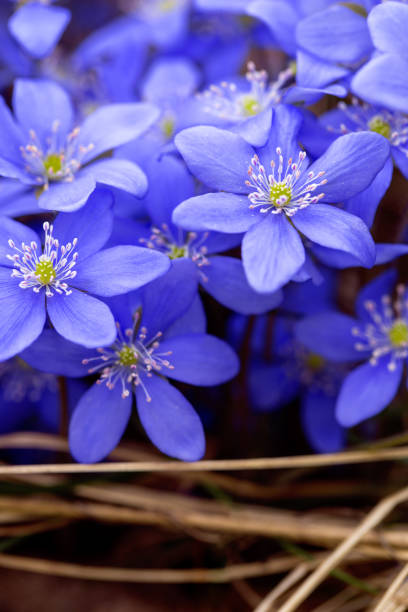 istock Beautiful flowers hepatica in spring 1222091042