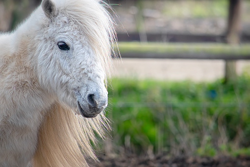 White shetland pony closeup portrait
