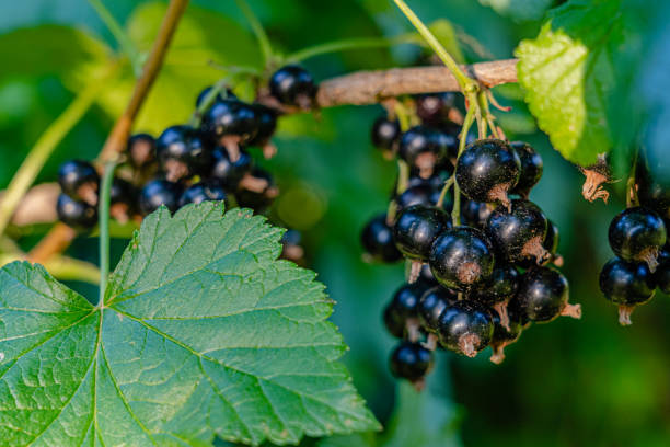 A bunch of blackurrant browing on a branch in organic farming, scientific name: ribes nigrum in the family Grossulariaceae