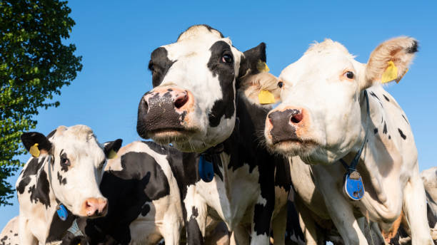 istock black and white holstein cows in meadow under blue sky 1222092405
