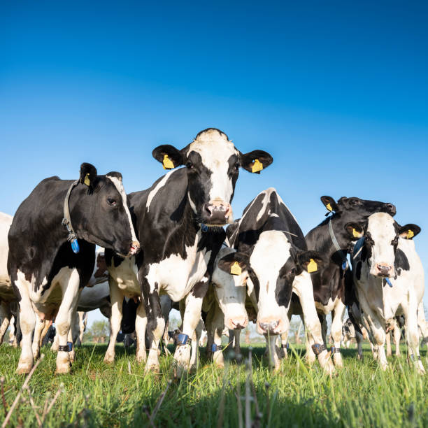 istock black and white holstein cows in meadow under blue sky 1222092409