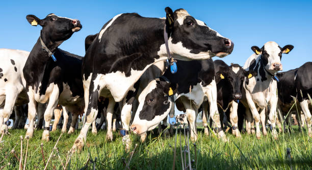 istock black and white holstein cows in meadow under blue sky 1222092410
