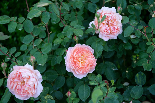 Beautiful roses blooming in Springtime