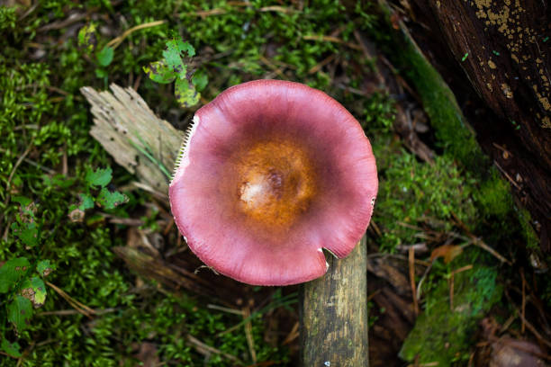 Colorful mushroom on natural moss backround in forest. Organic ingredient. Beautiful autumn nature