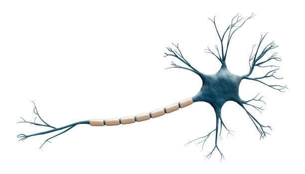 generic blue neuron cell model isolated on a white background with copy space. science, neuroscience, biology, microbiology, neurology 3d rendering illustration. - axon imagens e fotografias de stock