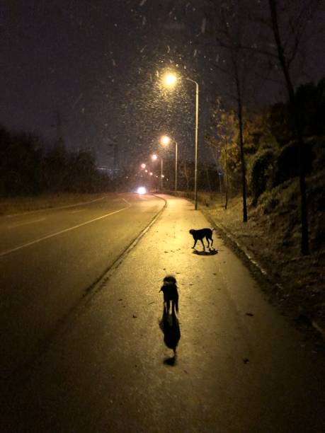 istock Dogs walking on a street while snowing 1222094684