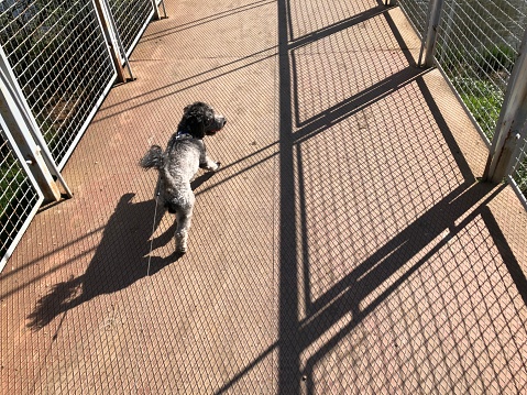 Dog on a leash walking over bridge