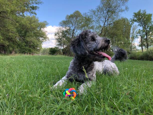 istock Gray poodle with a tongue out 1222094725