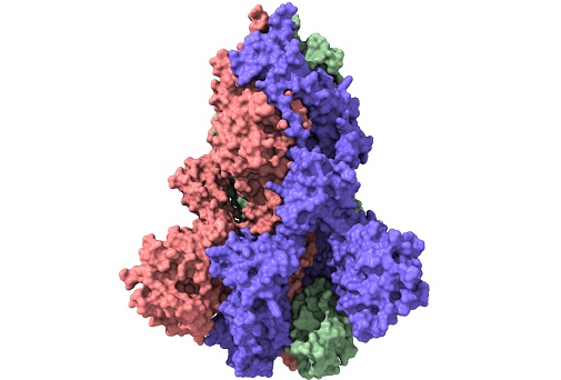 Spike glycoprotein homotrimer, a main target for neutralization antibody, to bind its receptor, and mediate membrane fusion and virus entry. Surface model, white background.