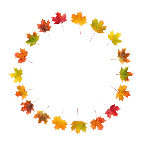 round frame of maple autumn leaves isolated on white background with clipping path. collection of red, yellow and orange leaves.