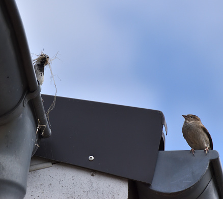 Two sparrows on a rain gutter that have collected material for nest building