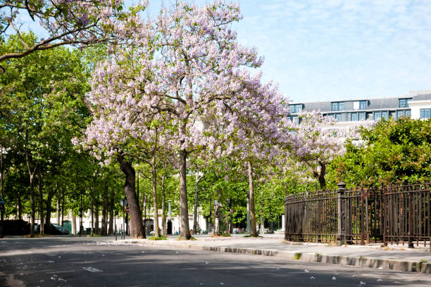 Paris : empty street with beautiful trees blossoming during pandemic Covid 19 in Europe, near Breteuil avenue. There are no people and no cars because people must stay at home and be confine. Schools, restaurants, stores, museums... are closed. Paris, in France. April 27, 2020.