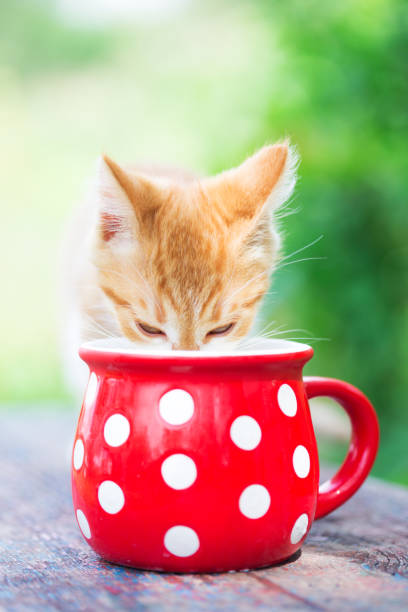 istock little ginger kitten drinks milk from a bright red cup