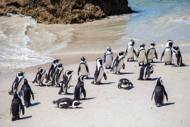 pinguins africanos - cape town jackass penguin africa animal - fotografias e filmes do acervo