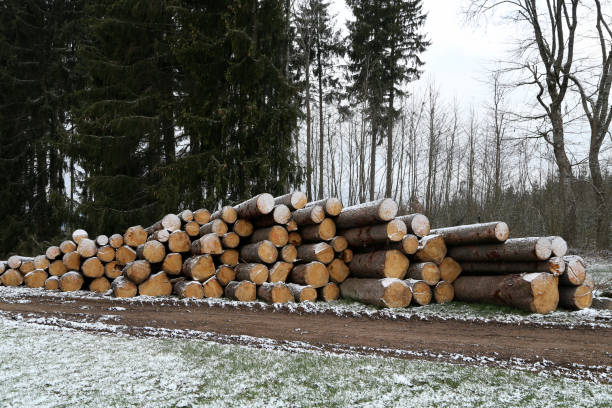 istock Freshly cut trees in the forest, on the side of a forest road 1222097627