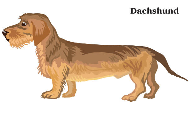 ilustraciones, imágenes clip art, dibujos animados e iconos de stock de retrato decorativo de color de dachshund (pelo de alambre) - dachshund dog reliability animal