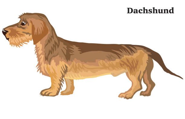 ilustrações de stock, clip art, desenhos animados e ícones de colored decorative standing portrait of dachshund (wire-haired) - dachshund dog reliability animal